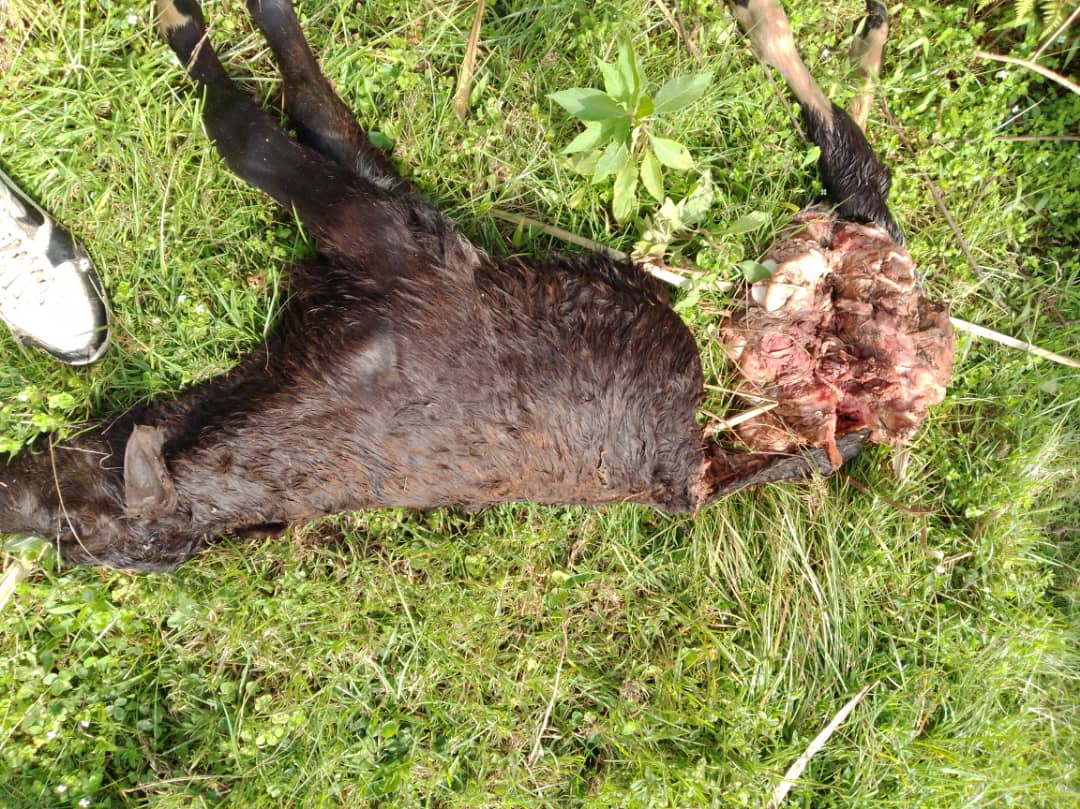 Inyamaswa itaramenyekana imaze kwica Inyana 35 z'abororera hafi ya Gishwati