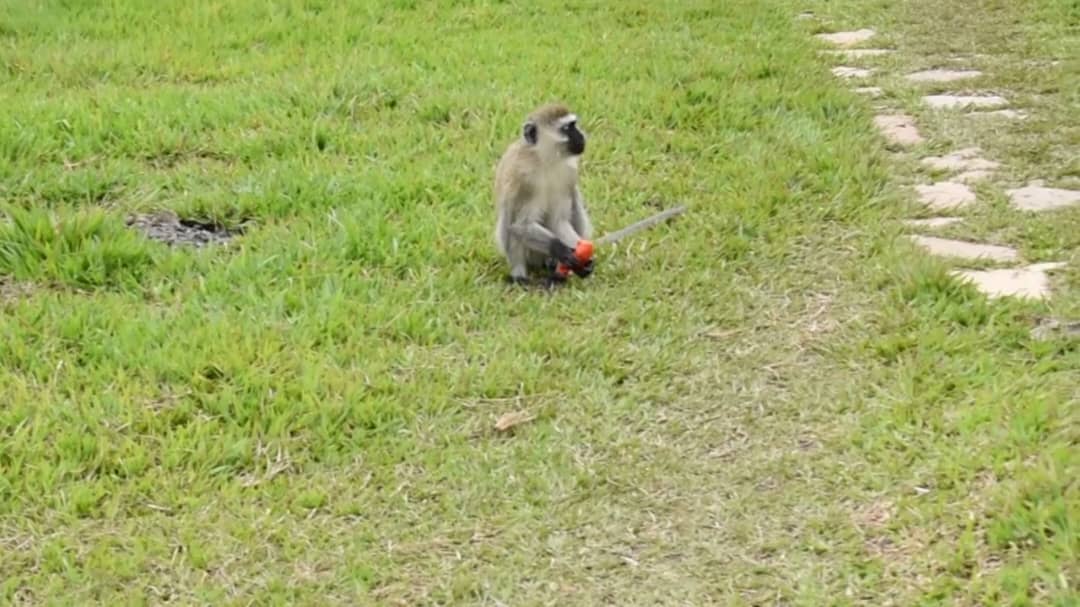 Nyamasheke: Barasaba ubuyobozi kubakiza inkende zibonera imyaka