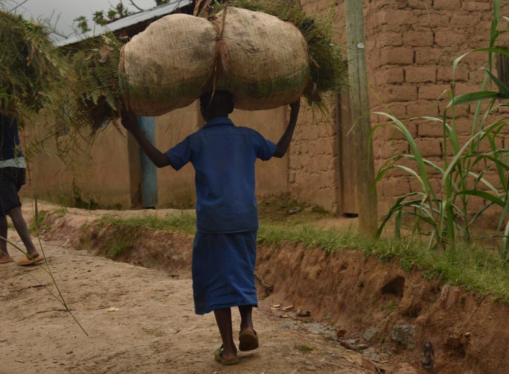 Nyabihu: Bamwe mu bana banze kwiga bajya gukora imirimo ivunanye irimo no kuba abashumba