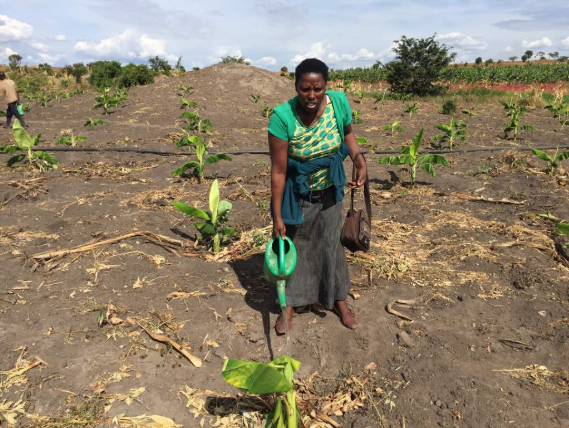 Kayonza : Umuhinzi mworozi Nyirabagenzi Marie Goretti arasaba Leta kumuha ibikoresho byo kumufasha kongera umusaruro