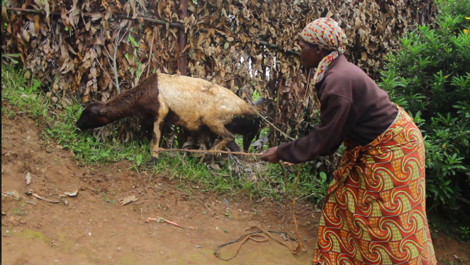 Gicumbi:Mukeshimana Seraphine yashavujwe n'umusore wamusambanyirije intama