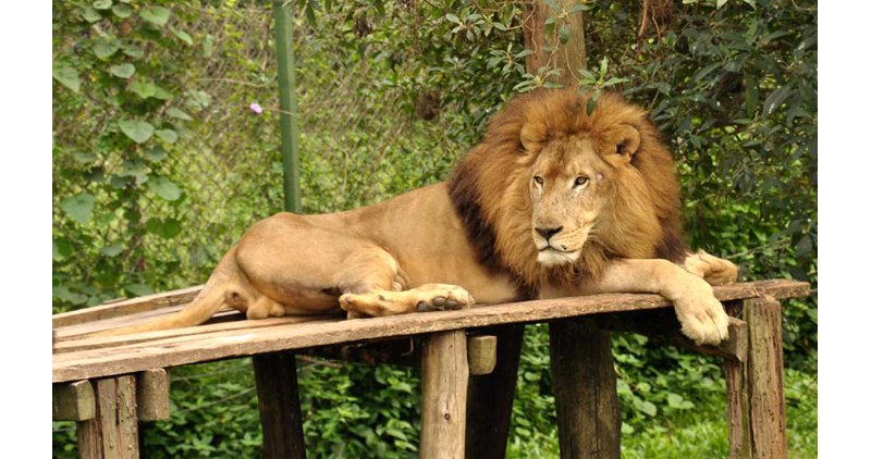 Uganda: Abishe intare 11 bakatiwe igifungo cya burundu