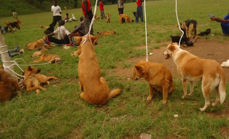 Kenya: Prof. Wajackoyah yavuze ko naba Perezida ubucuruzi bw'inyama z'imbwa n'inzoka bizabafasha kwishyura amadeni y'igihugu