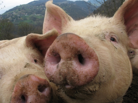 Kigali: Basigaye barya amara y'ingurube bayise irindi zina