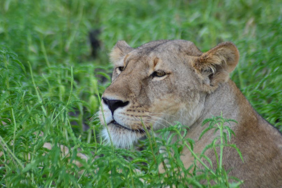 Imibare itangwa n'ubuyobozi bwa Pariki y'Akagera igaragaza ko Intare zimaze kwikuba gatatu kuva zakongerwamo