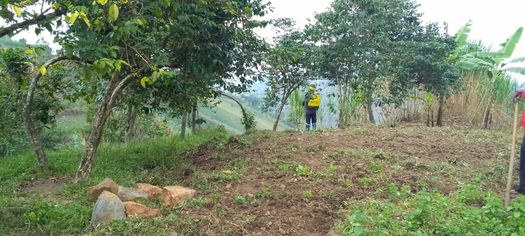 Rubavu: Hari abimwa ifumbire y'ikawa igahabwa ab'ibisheke