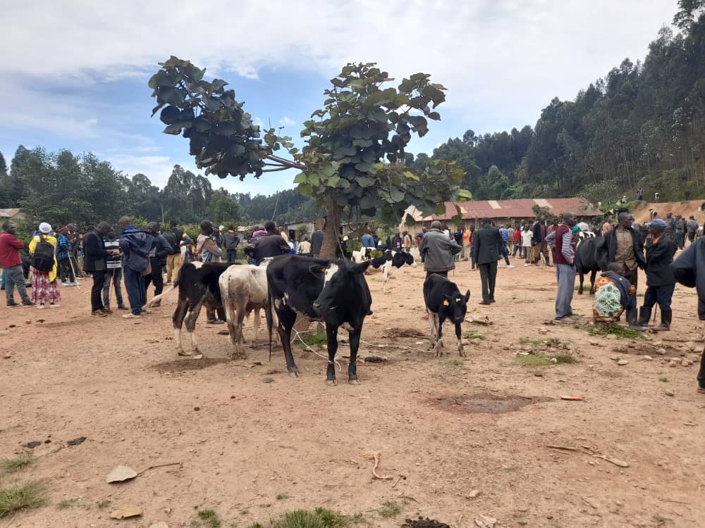 Burera: Barashinja Ngali kubishyuza imisoro ntanyemezabwishyu