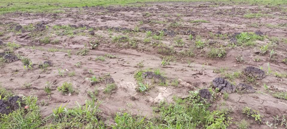 Burera: Kwangirika kw'igishanga cya Kamiranzovu birimo gutera ubukene abaturage bagihingamo