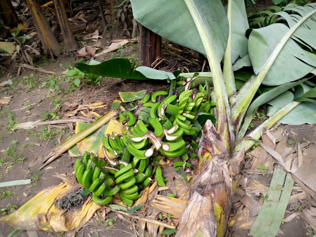 Gakenke: Umugore arakekwaho gutema urutoki rw'umuturanyi nyuma yo kumuhigira ko azamutema