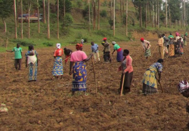 Gakenke: Abahinga mu gishanga cya Gaseke bakomeje guhura n'igihombo gikomeye
