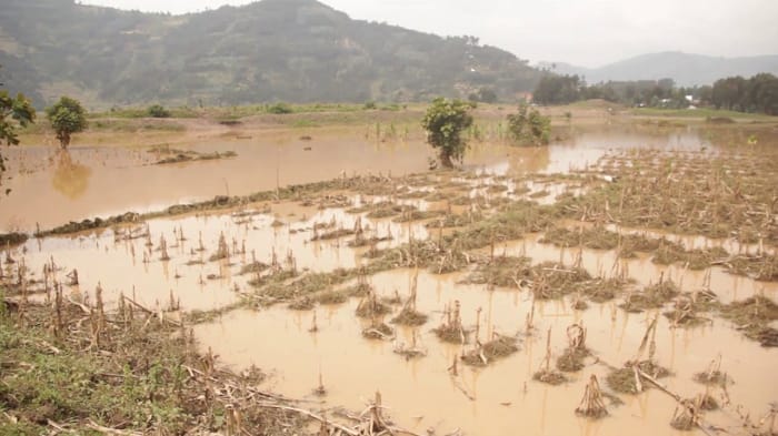 Musanze: Haribazwa asaga Miliyoni 700 yashowe mu Kibaya cya Mugogo icyo yakoreshejwe