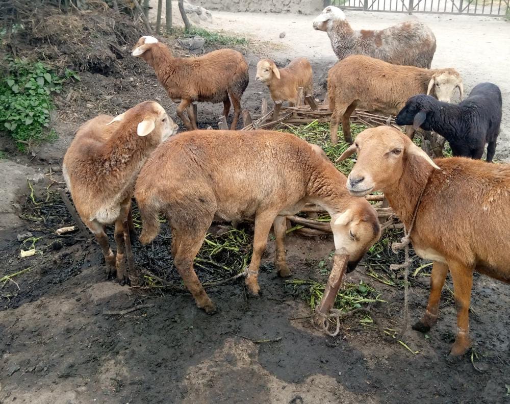 Nyabihu: Muri Jenda hari abaturage bakirarana n'amatungo