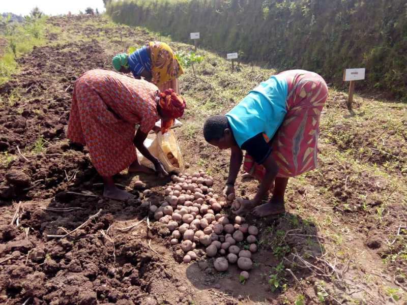 Bamwe mu bahinzi b'ibirayi baracyasiragizwa ku nguzayo