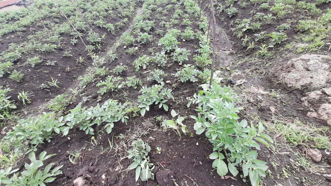 Nyabihu: Abahinzi bahangayikishijwe n'indwara imaze imyaka itatu mu birayi