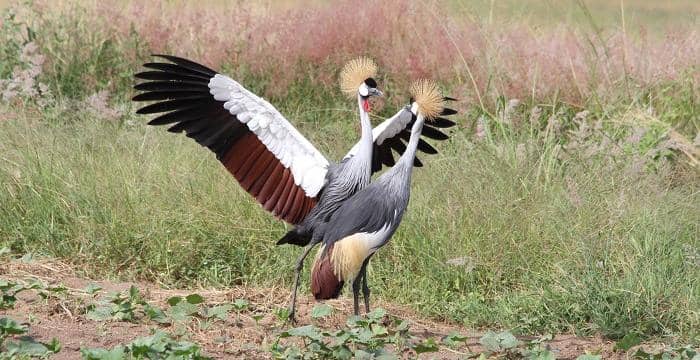 RDB yasabye ubufatanye mu kurengera ibinyabuzima byibasirwa na ba rushimusi