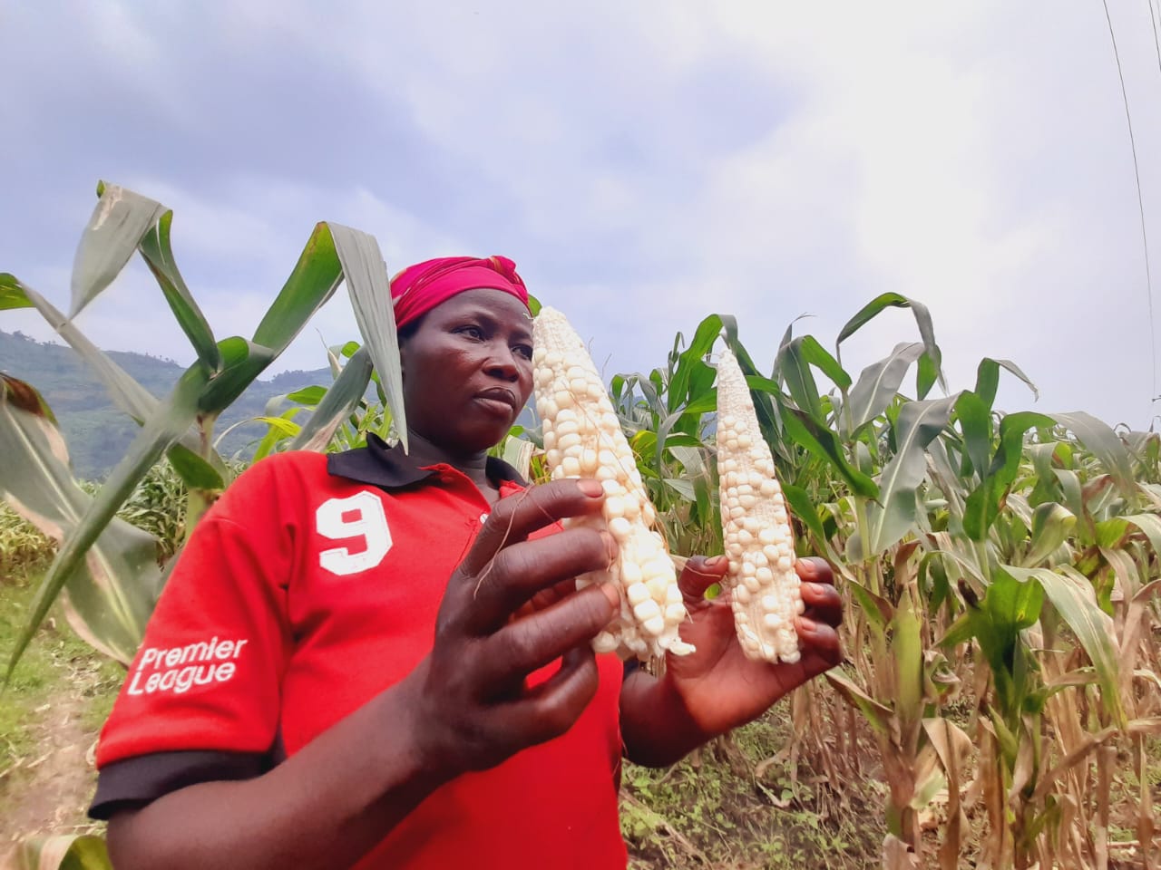 Nyabihu: Abahinzi bikanze ubutubuzi bwa koperative KOTEMI