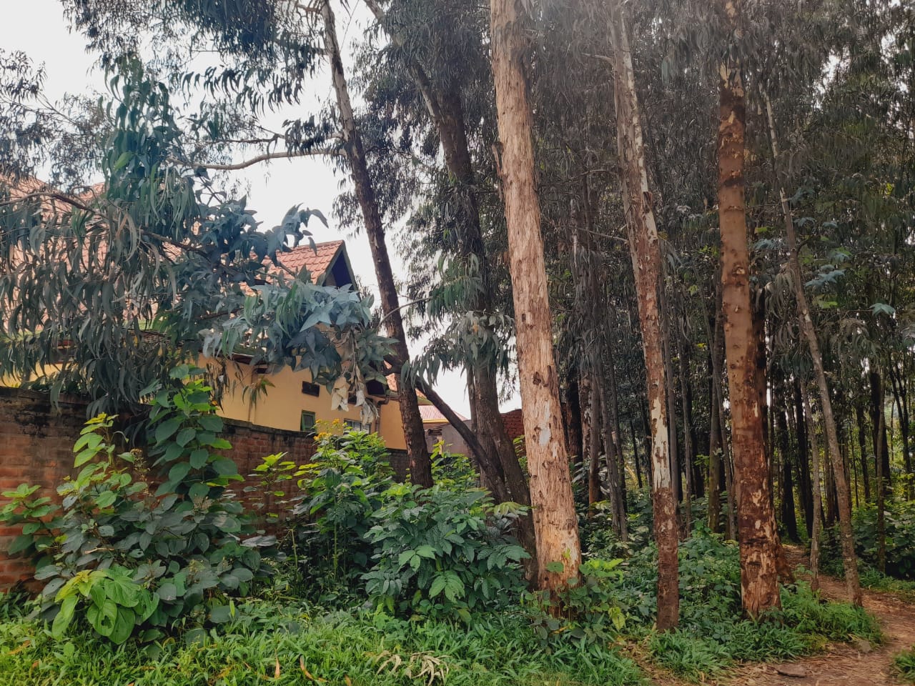 Musanze: Ishyamba ry'umunyamategeko rishobora kugwira inzu z'abaturage