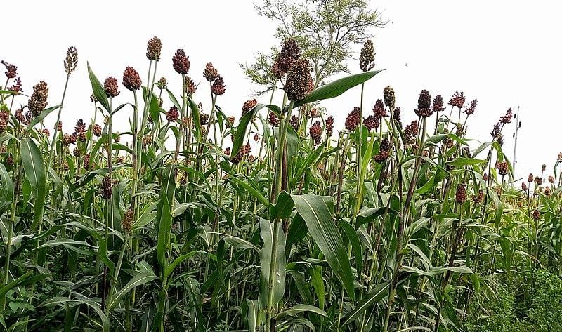 Meya wa Burera yagize icyo avuga ku baturage barikurandurirwa amasaka