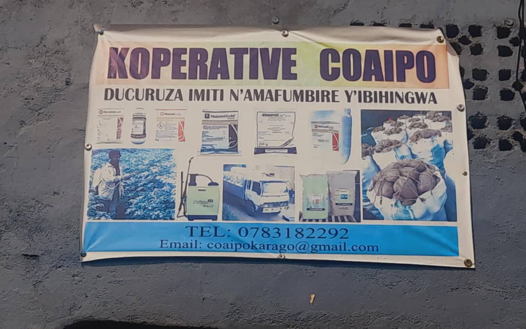 NYABIHU: Kuri Konte ya Koperative hasigayeho 1000, abanyamuryango baratabaza RCA