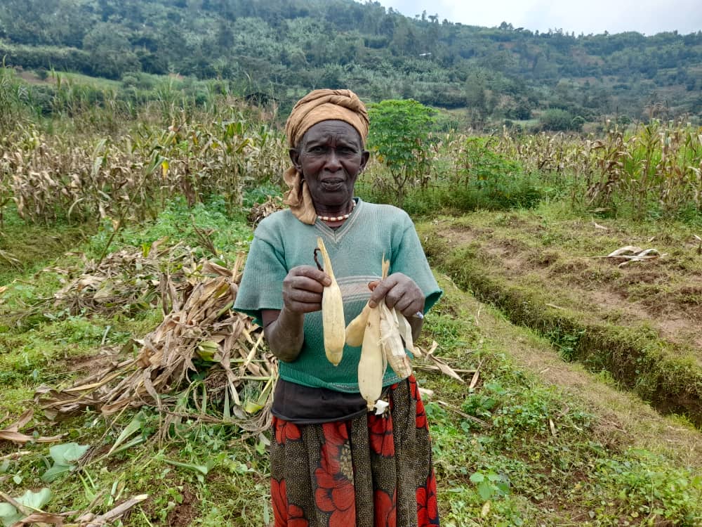 Amajyaruguru: Abahinga mu gishanga cya Mukinga bahombejwe n'ubutubuzi bwa Treeseed