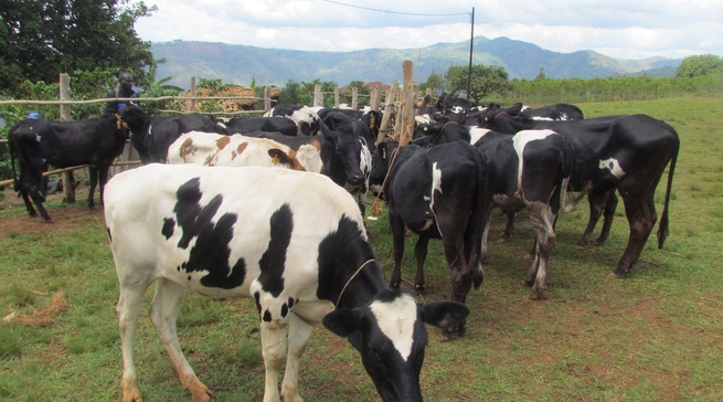 Ngororero: Guhabwa Girinka bisaba kwikura ikiziriko