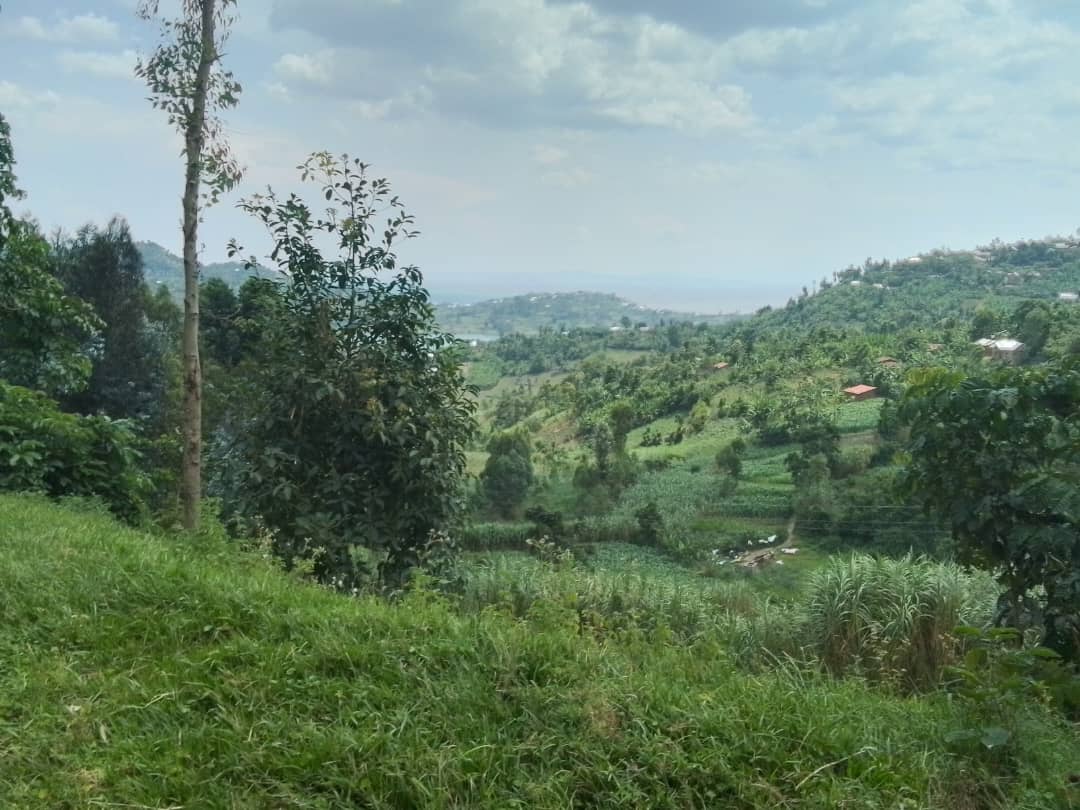 Rubavu: Ubujura bw'imyaka buravuza ubuhuha