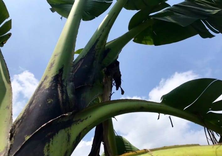 Karongi: Bari gutanguranwa n'abajura ku myaka bahinze