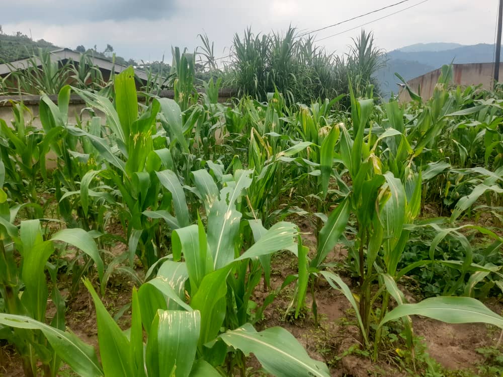 Gakenke: Abahinzi b'ibigori bahangayikishijwe na nkongwa yongeye kubura umutwe