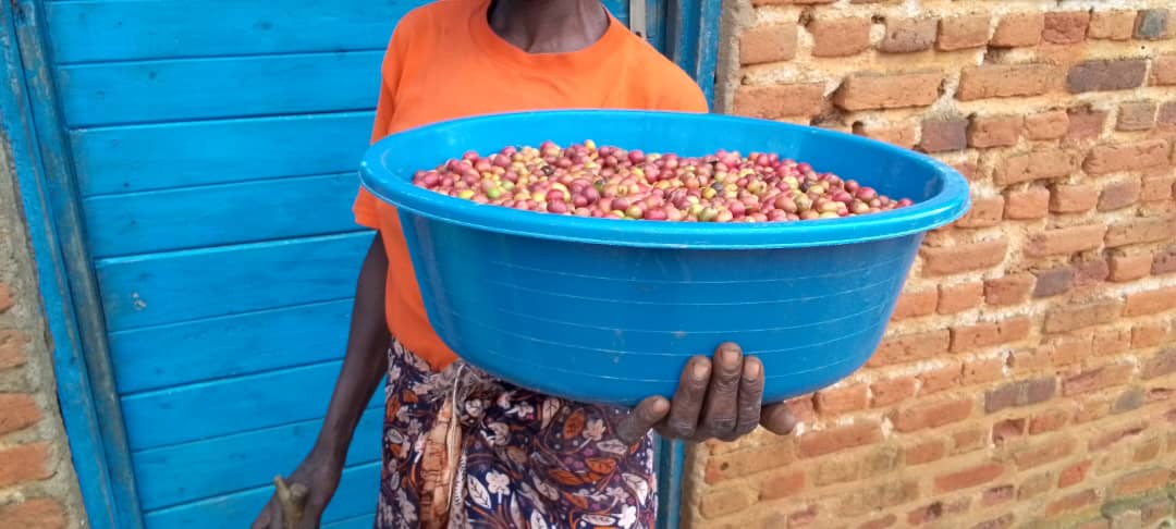 Rutsiro: Abahinzi ba kawa bavuga ko bashyirirwaho ibiciro mu buryo budasonutse