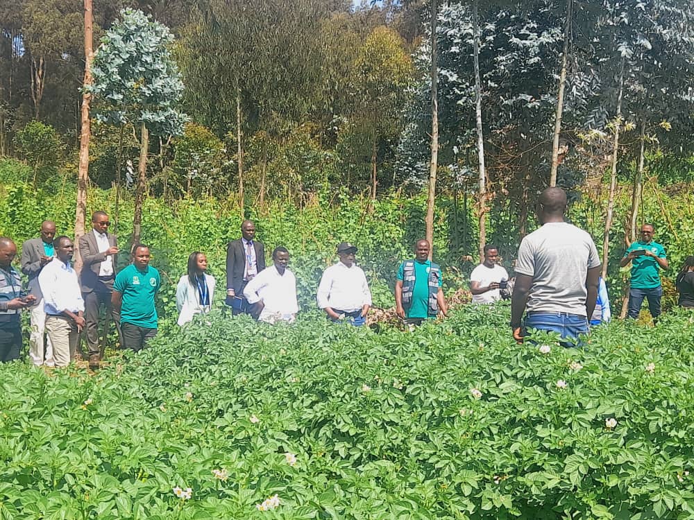 Musanze: Abahinzi b'ibirayi basabwe kujya bitondera imbuto bagura hirya no hino