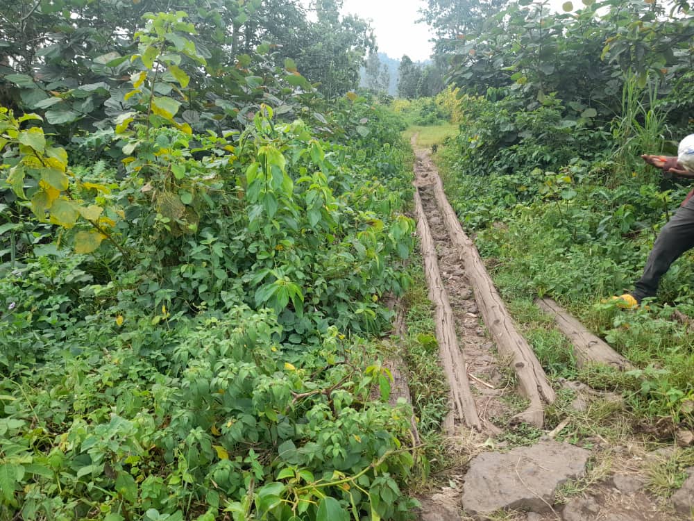 Musanze: Ikiraro cya Kamihigo gihuza Nkotsi na Rwaza gikomeje kuba inzitizi ku bahinzi