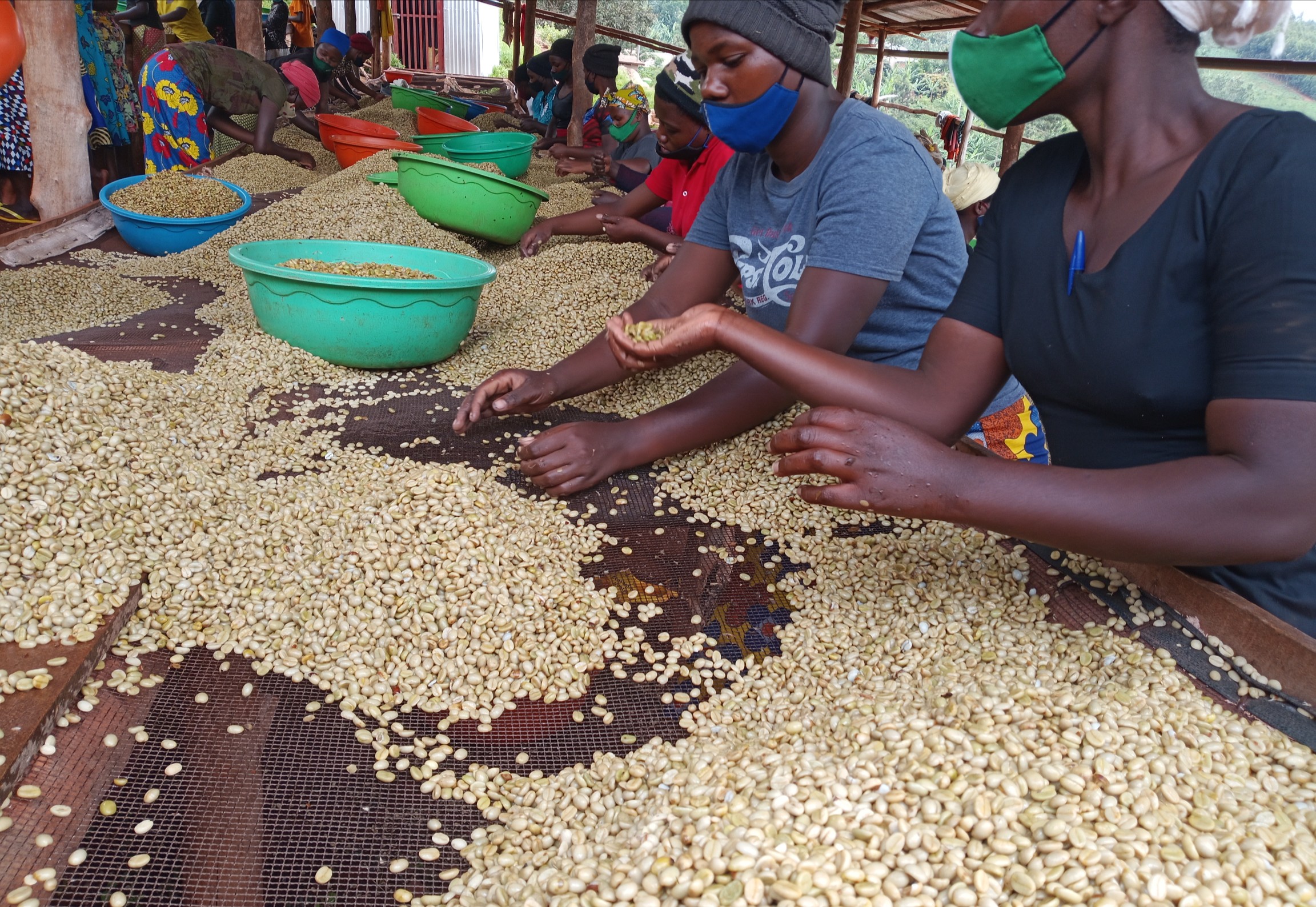 Kawa yahindutse inzira njyabukire ku rubyiruko rwo mu Gisaka