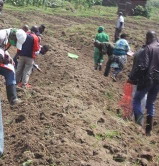 Hari abahinzi b'ibirayi bavuga ko babuze ifumbire mvaruganda