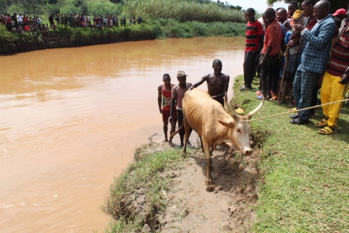 U Burundi bwasubije u Rwanda inka yari imaze umwaka yibwe