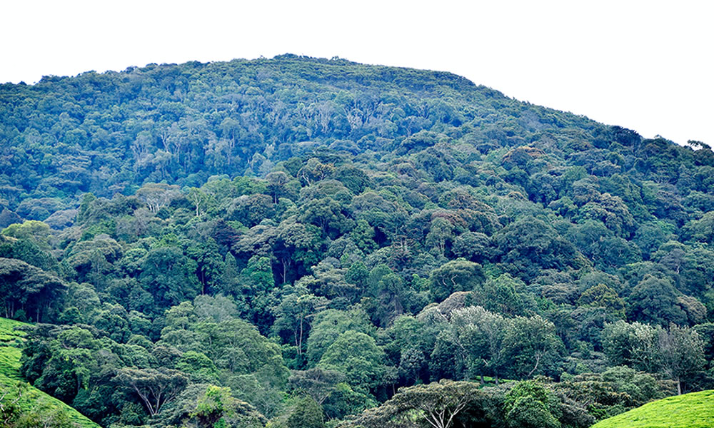 Imirambo 32 yabonywe mu ishyamba rya Kibira y'abambaye impuzankano za FARDC