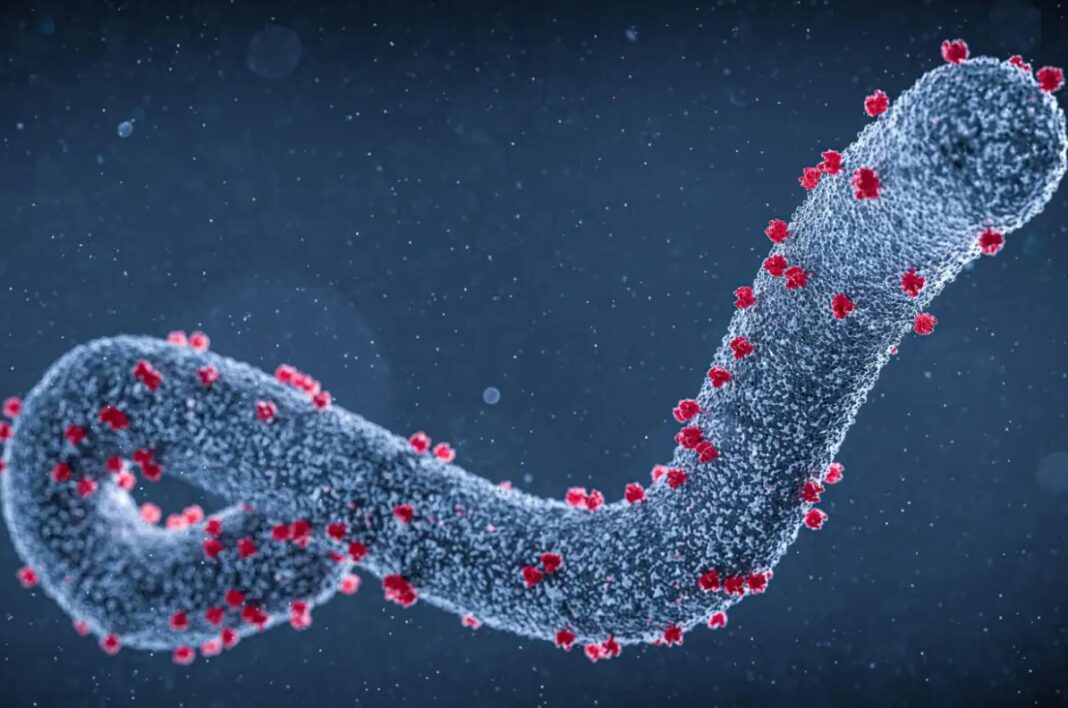 Inkomoko y'icyorezo cya Marburg n'uko cyica vuba
