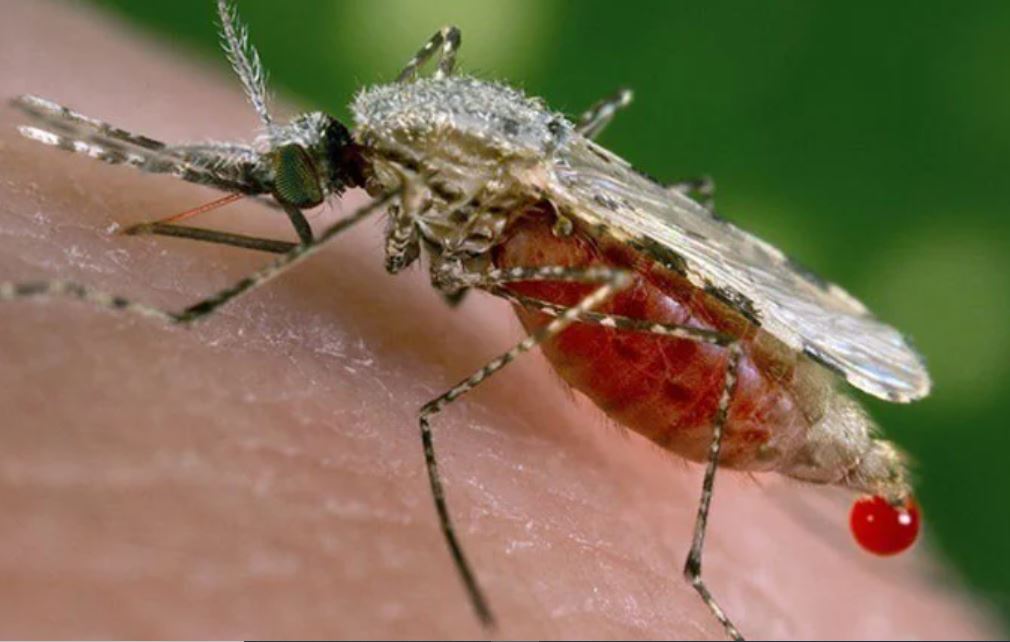 Umubu umwe urahagije gutera icyorezo cya Malaria akarere kose