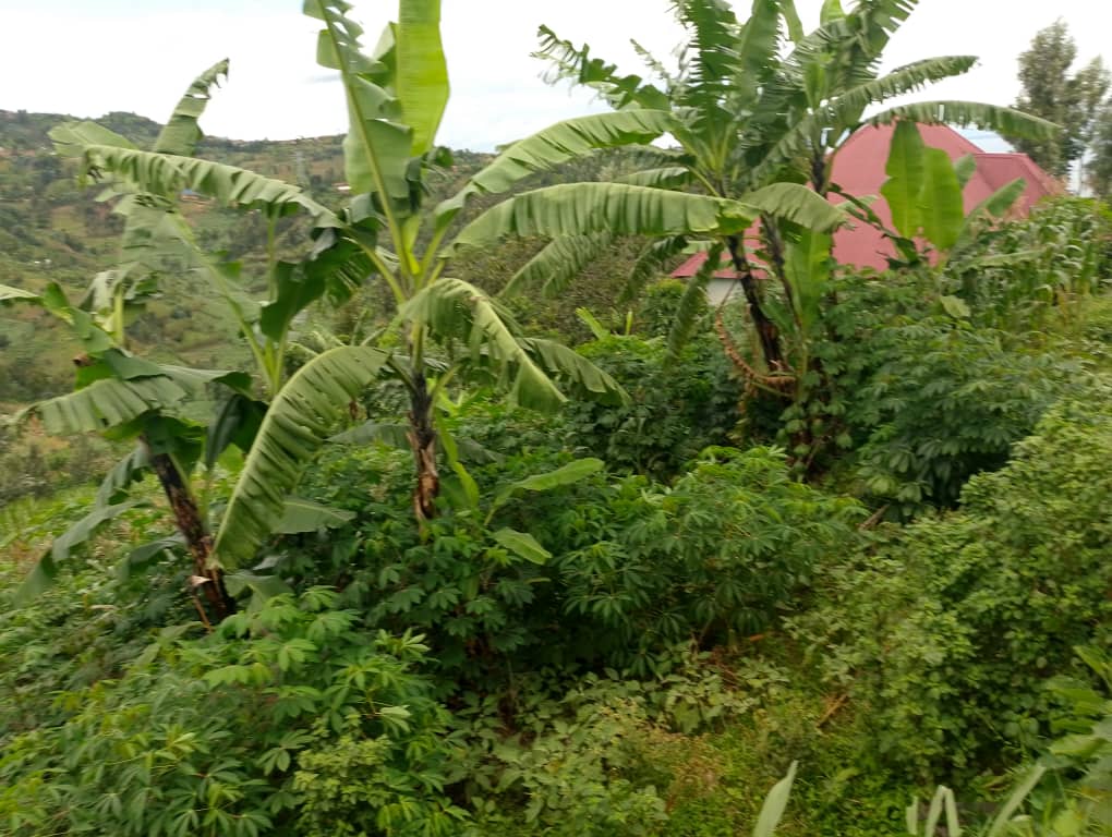 Ingaruka dufite ni iyi nzara n'urupfu - Umwe mu baturage b'i Nyamyumba, avuga ku ngaruka z'ubusimba bwateye imyaka yabo