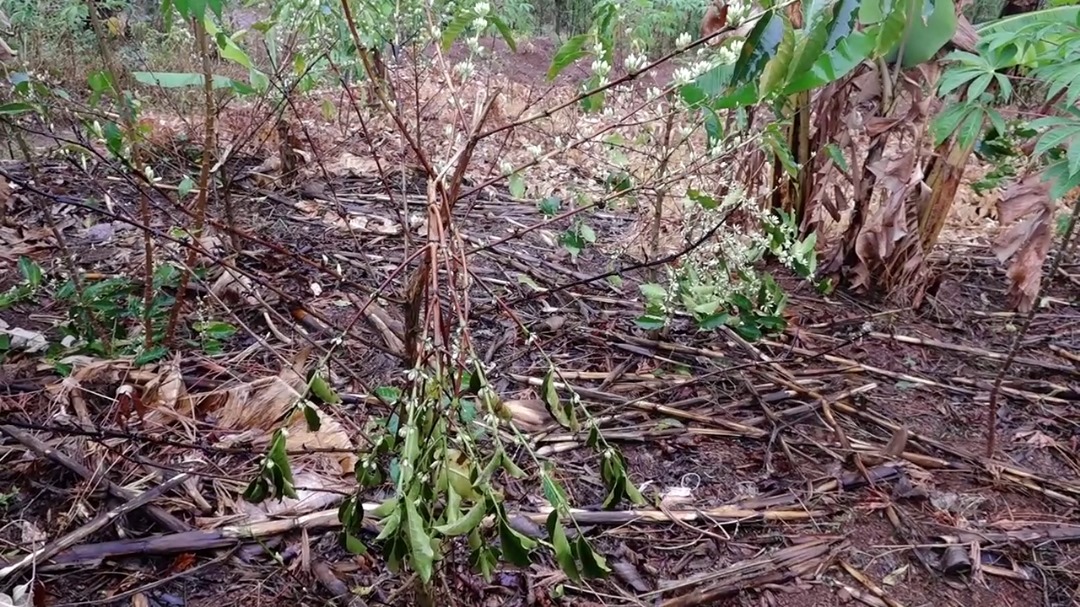 Huye:Umuturage yatemewe ibiti by'ikawa bigera ku ijana