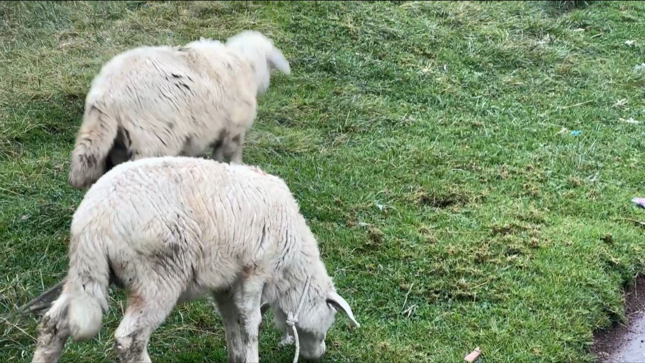 Nyabihu: Ubujura bwibasira amatungo mu bituma kurarana na yo bidacika