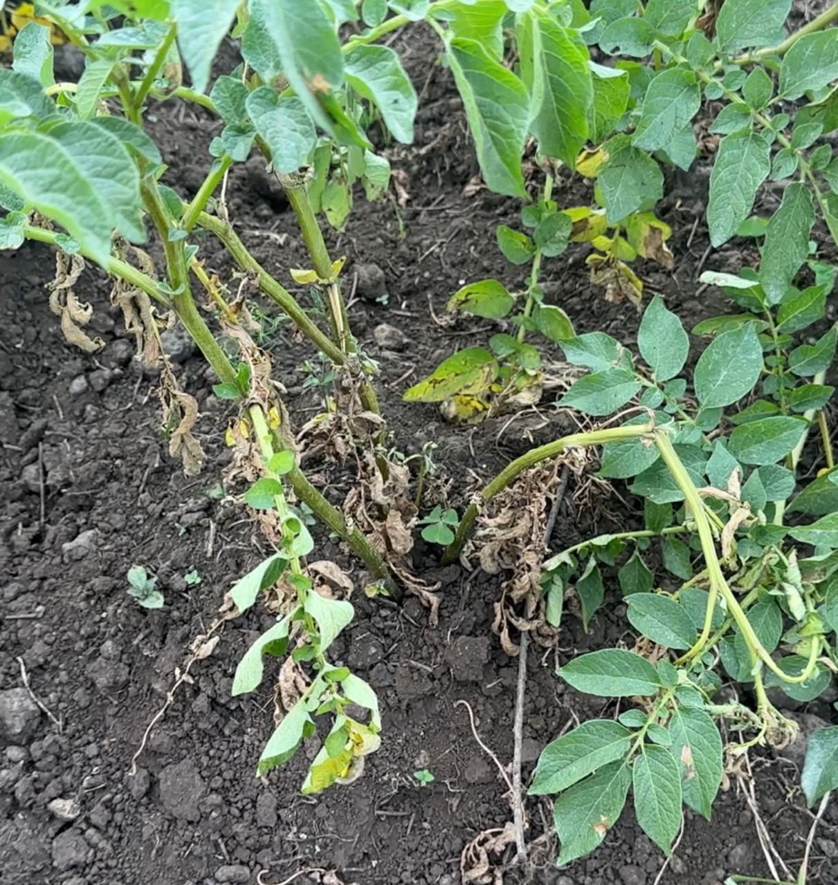 Musanze:Abahinzi barataka igihombo batewe n'izuba ryangije imyaka yabo